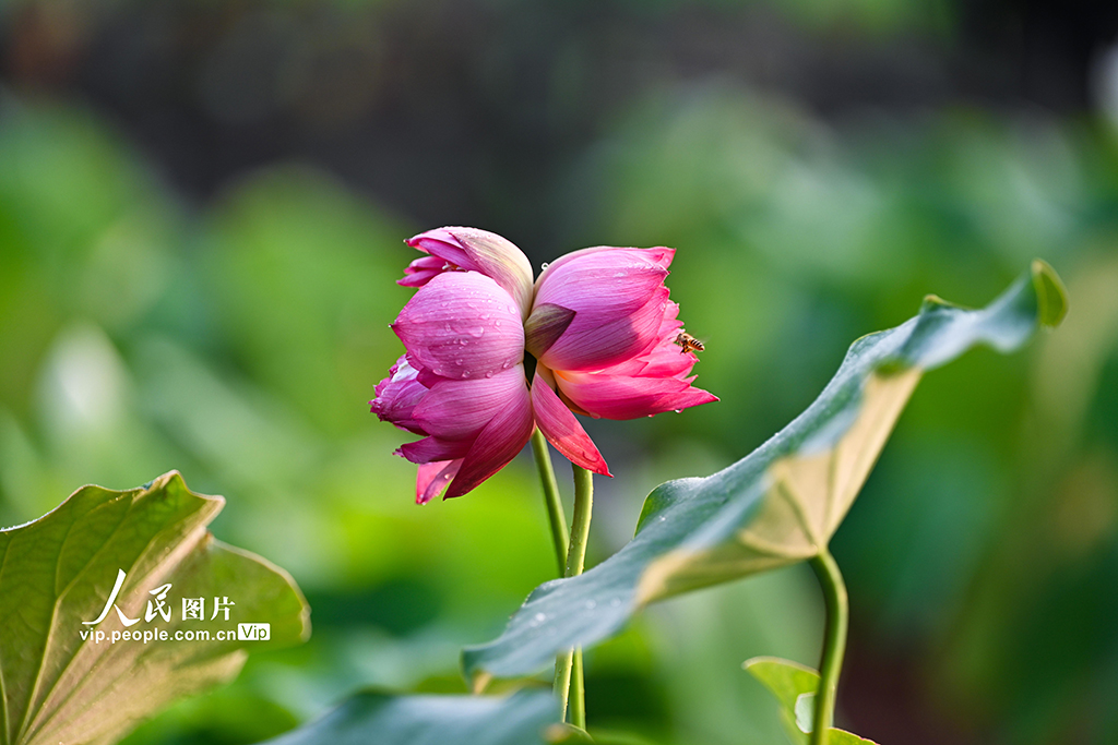 北京:莲花池公园并蒂莲花开