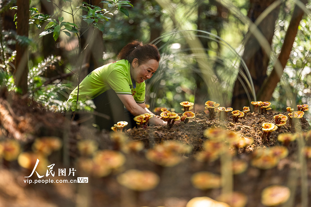 重庆:灵芝管护正当时