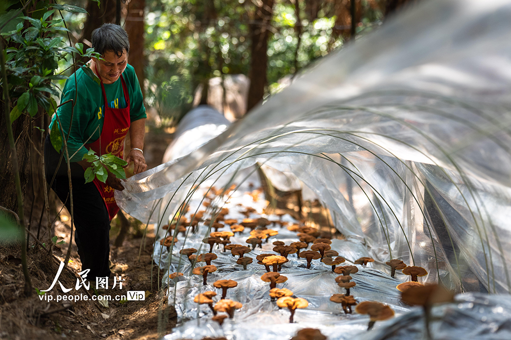 重庆：灵芝管护正当时【5】