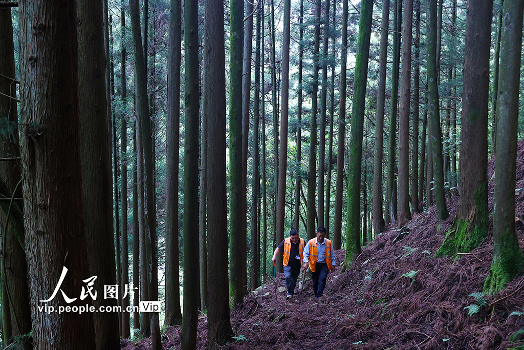 重庆：巡山护林严防火【3】