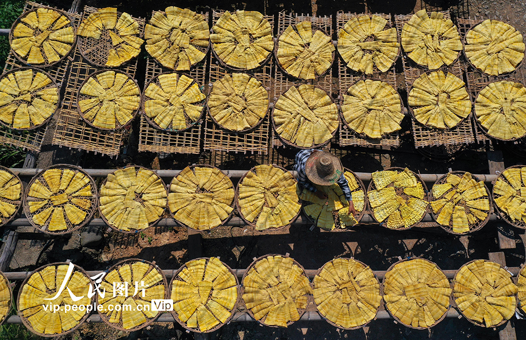广西恭城：晾晒黄笋【4】