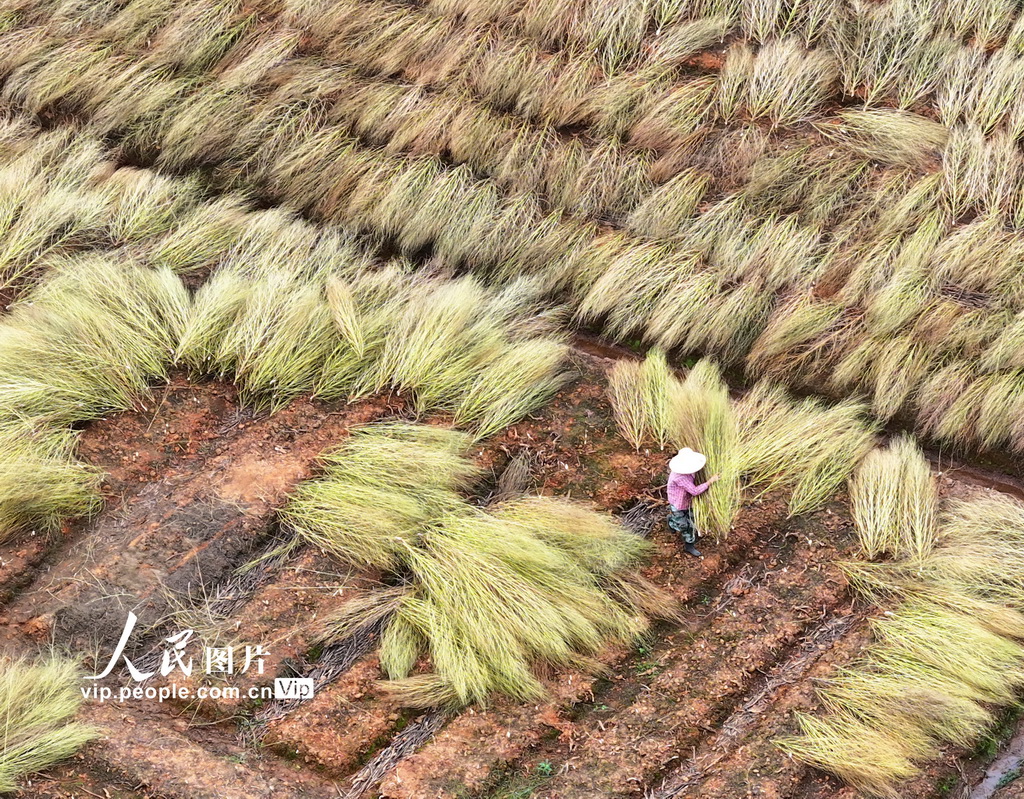江西泰和:晾晒地肤草