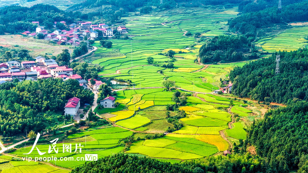 江西峡江：山乡秋意浓