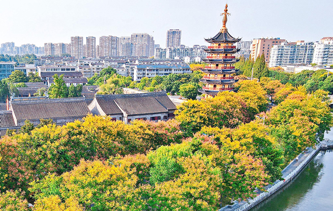 栾树花开 秋意渐浓