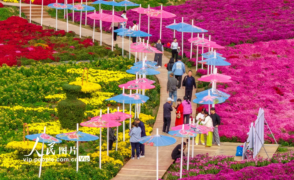 山西芮城：畅游花海 乐享假期【5】