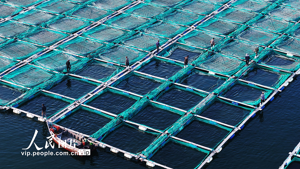 山东荣成:海上“秋耕”忙