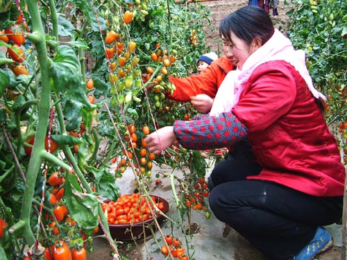 引进试种了樱桃番茄,并从特派员那里得到栽培