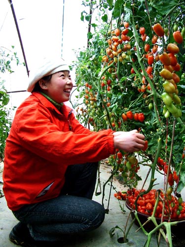 宁南隆德农民从科技特派员那里学种植大棚