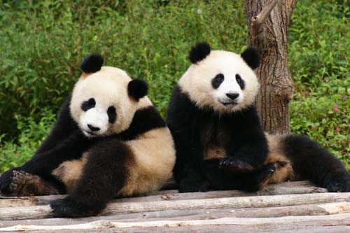雅安碧峰峡大熊猫研究中心憨态可掬的熊猫们