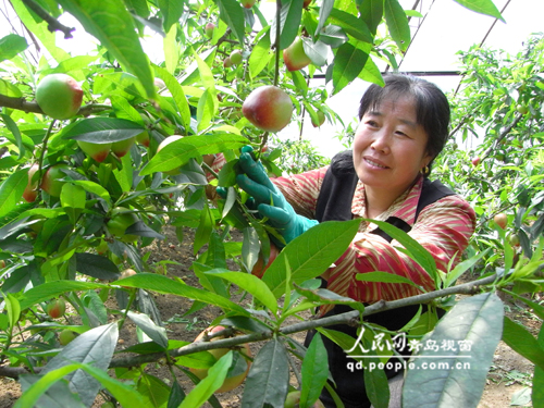 山东胶南:桃树 一边倒 收入 节节高