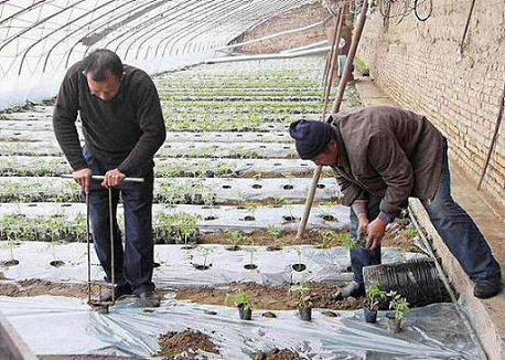 塔城:雪灾造成大棚蔬菜定植推迟
