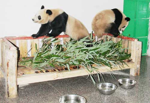 三只大熊猫在陕西佛坪野化培训基地快乐生活(