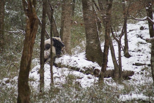 陕西林业职工拍到野外大熊猫妈妈背宝宝行走照