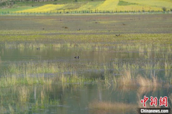 香格里拉纳帕海：修复湿地生态留下“远方的客人”