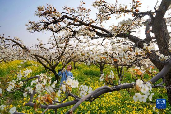 4月8日，河北赵县谢庄镇的农民在梨园内工作。