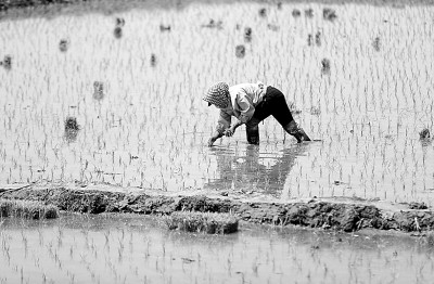 5月18日，在沈阳市沈北新区兴隆台街道，农民在稻田里补种水稻秧苗。新华社发