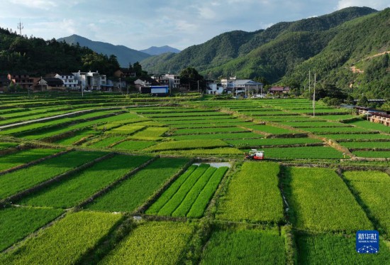 这是福建南平市延平区南山镇的稻田（8月3日摄，无人机照片）。