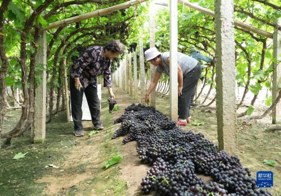 5月26日，唐山市海港经济开发区王滩镇赵滩村农民在大棚内采摘葡萄。