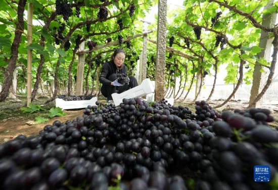 　5月26日，唐山市海港经济开发区王滩镇赵滩村农民将采摘的葡萄装箱。