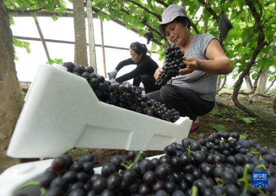 5月26日，唐山市海港经济开发区王滩镇赵滩村农民将采摘的葡萄装箱。
