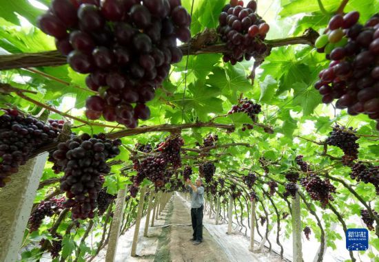 5月26日，唐山市海港经济开发区王滩镇赵滩村农民在大棚内管护即将成熟的葡萄。