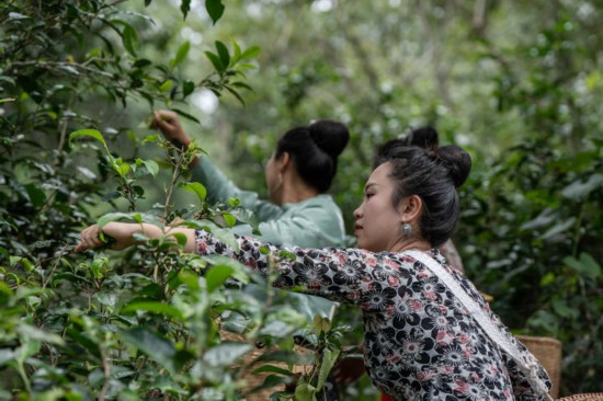 高德娱乐一山一叶铸传奇——探秘环球首个茶要旨天下文明遗产(图3)