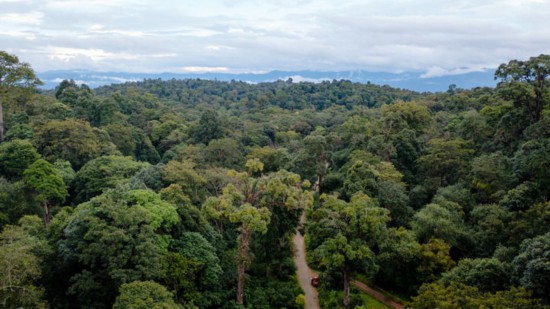 景迈山大平掌古茶林一景（无人机照片，9月17日摄）。新华社记者 胡超 摄