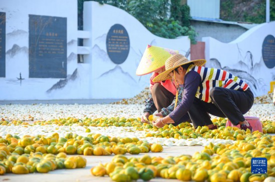 11月25日，邪在广东省江门市新会区一处旷天，东说主们对新会柑皮停言翻皮曝晒。