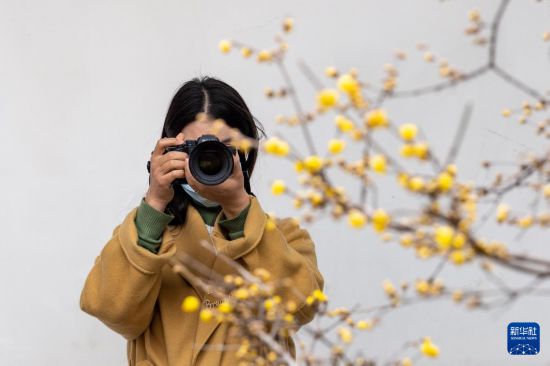 1月6日，拆客邪在江苏省北京市瞻园拍摄腊梅。
