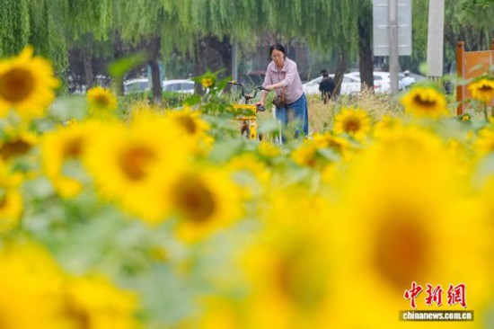 北京凉水河公园向日葵盛放引客来