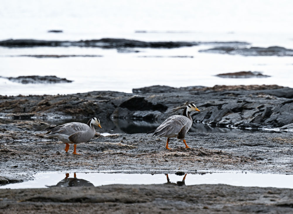 这是2024年5月26日在长江源头地区的班德湖畔拍摄的斑头雁。便来到长江源头——沱沱河。新华社记者 张龙 摄
