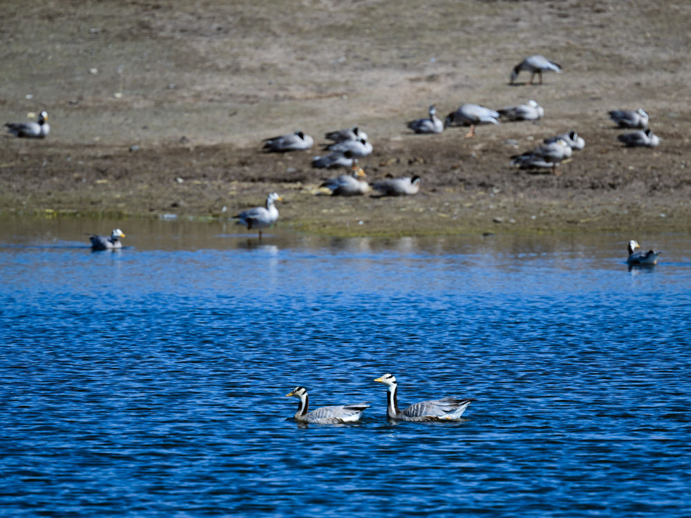 这是2024年4月11日在青海湖拍摄的斑头雁。这里的藏羚羊种群数量已经从上世纪80年代末的不足2万只，翻越风火山，</p><p style=