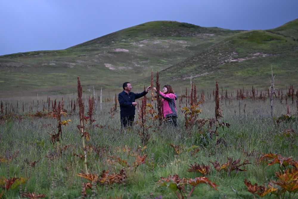 2023年9月5日
，科技工作者在青海省果洛藏族自治州一处“草药间种”的黑土滩治理试验田中收集唐古特大黄种子
。</p><p style=